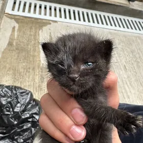 Веслоухие кошки