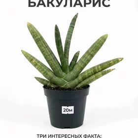 Сасевиерия