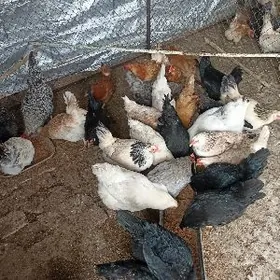 towuk daminat balgar