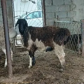 ARASSA KISAR  GOÇLAR