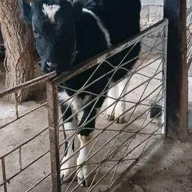 Galişdeỳin öküz