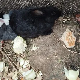 крольчиха  с семью детьми