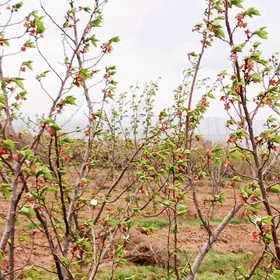Bag bakja we ekin ýer 6 gek