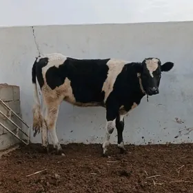 GARALA GALIŞDEÝIN TÜWE