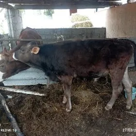 ARASSA SİWEŞ ÖKUZ TOHUM