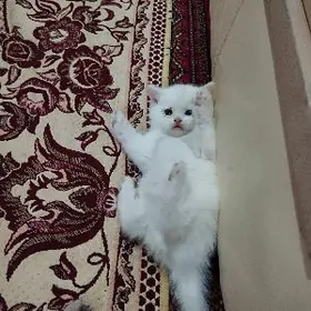 Şotlan (шотлан)pişik