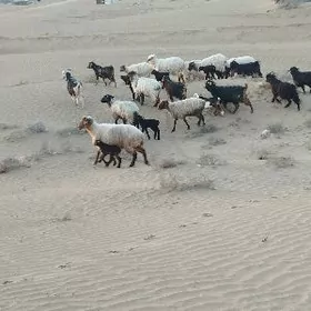 gyzyly goyun cewis geci