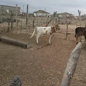 ardanaly bogaz sygyr