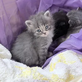 котенок британка