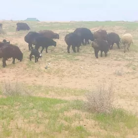 BERRE  OWLAKLI GEÇI