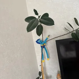 фикус fikus gul