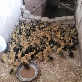 гак-гак жуже