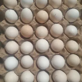 Ýumurtga inkowatora