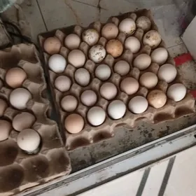 байсы.  ве.  цысарка.   юмурга