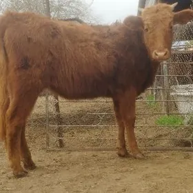 Arginal siwes tüweler