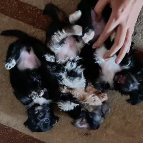 коротко ногая болонка