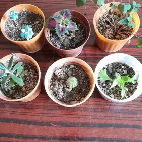 растения цветы