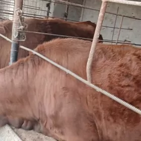 2 ÿasan bakylan tohum gulajun