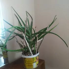 Алоэ Вера взрослый 5 лет