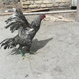 Хораз джуже