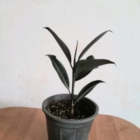 фикус антуриум цветы