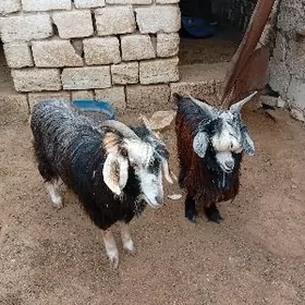 гечи овлаклы