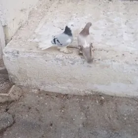 Голуби пара