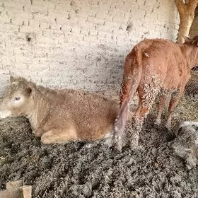 бурлат унажин