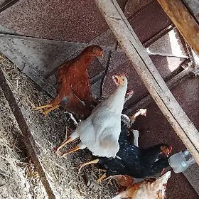 джуже хоразлар