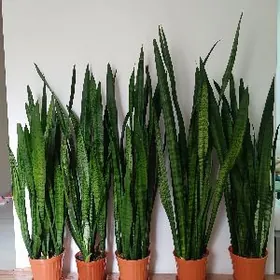 сансевиерия