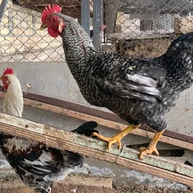 semiz saylama horazlar