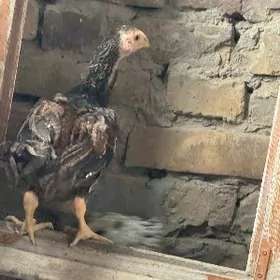 байсогу жуже