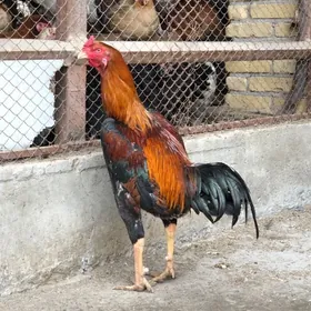 байсов хораз