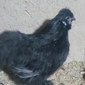 Karlik towşan tüý horaz