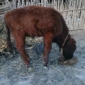 Okuz we Gacar satilyar