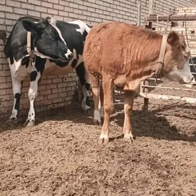 semental galesteyin gulajyn