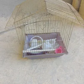 клетка для птиц