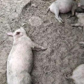 DONUZ JOJUK ДОНУЗ