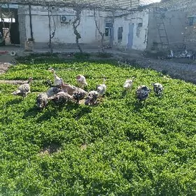 матка самиз индуклар