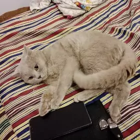 Şatlamsky Paroda pisik