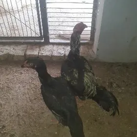 Baytsowy towuk ve horaz