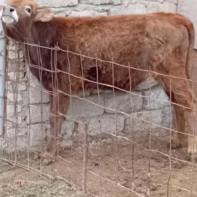 ULY TUWE ŞWES TOHUM