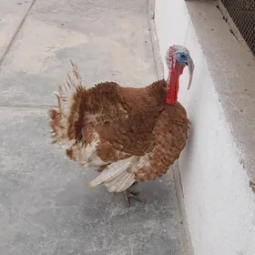 gyzyl  induk yumurtga