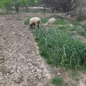 goyun gysyr tokly bicilen