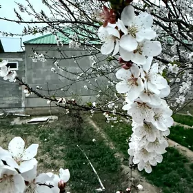 Ak altyn 6sotok 30mkr Mežlauka