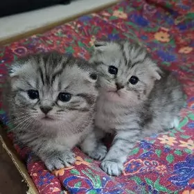 Шотландские вислоухие котята