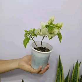 БУГЕНВИЛЛИЯ