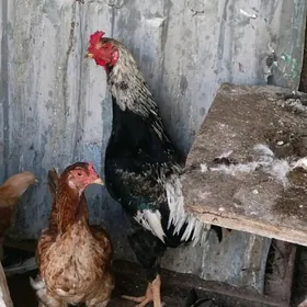 yasajyk 1yasamadyk horaz