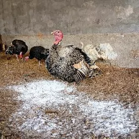 INDYUK ИНДЕЙКИ