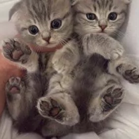 sotlan paroda pisikler